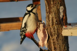 Vh1O5P854FhA4W9Ezl7vPeI1A1N